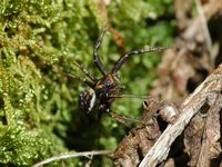 Xysticus cristatus. Cheires de Côme. Cliquer pour agrandir l'image.