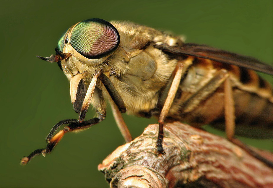 Le taon des Sudètes (Tabanus sudeticus)