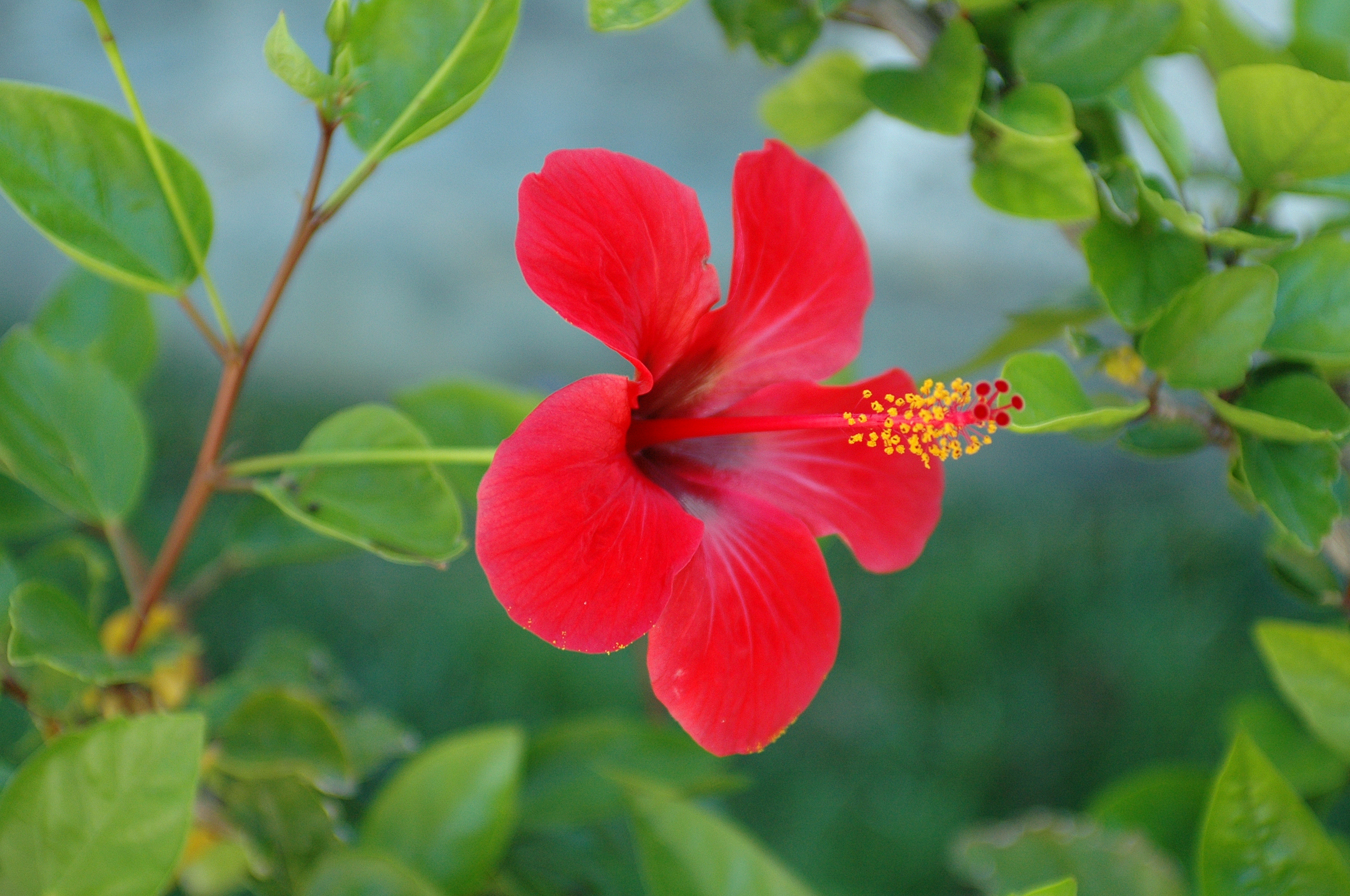 La flore et la faune de l'Anatolie