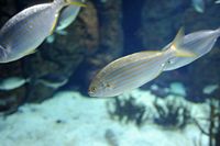 La faune de l'île de Cabrera à Majorque. Saupe (Sarpa salpa) à l'aquarium de Colónia de Sant Jordi. Cliquer pour agrandir l'image dans Adobe Stock (nouvel onglet).