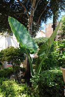 Le sud-est de la vieille ville de Palma de Majorque. Alocasia dans les jardins des Bains arabes. Cliquer pour agrandir l'image dans Adobe Stock (nouvel onglet).