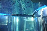 La faune de l'île de Cabrera à Majorque. Bécune européenne (Sphyraena sphyraena). Cliquer pour agrandir l'image.