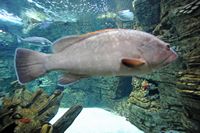 La faune de l'île de Cabrera à Majorque. Mérou brun (Epinephelus marginatus). Cliquer pour agrandir l'image.