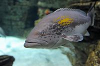 La faune de l'île de Cabrera à Majorque. Mérou badèche (Epinephelus costae). Cliquer pour agrandir l'image.