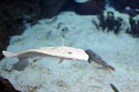 La faune de l'île de Cabrera à Majorque. Rombou (Bothus podas). Cliquer pour agrandir l'image.