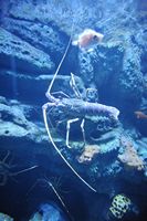 La faune de l'île de Cabrera à Majorque. Langouste rouge (Palinurus elephas). Cliquer pour agrandir l'image.