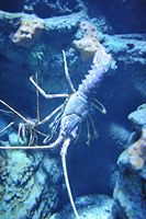 La faune de l'île de Cabrera à Majorque. Langouste rouge (Palinurus elephas). Cliquer pour agrandir l'image.