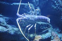 La faune de l'île de Cabrera à Majorque. Langouste rouge (Palinurus elephas). Cliquer pour agrandir l'image.