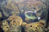 La faune de l'île de Cabrera à Majorque. Poisson à identifier. Cliquer pour agrandir l'image.