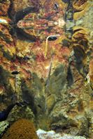 La faune de l'île de Cabrera à Majorque. Poisson à identifier. Cliquer pour agrandir l'image.