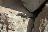 La faune de l'île de Cabrera à Majorque. Lézard des Baléares (Podarcis lilfordi). Cliquer pour agrandir l'image.