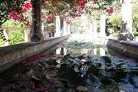 Le quartier de la cathédrale de Palma de Majorque. Les nymphéas du jardin de l'évêché. Cliquer pour agrandir l'image.
