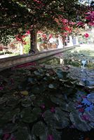 Le quartier de la cathédrale de Palma de Majorque. Les nymphéas du jardin de l'évêché. Cliquer pour agrandir l'image.