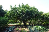 L'hôtel Formentor à Majorque. Le jardin potager de l'hôtel. Cliquer pour agrandir l'image.