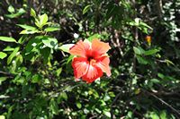 L'hôtel Formentor à Majorque. Hibiscus Rose de Chine dans le jardin de l'hôtel. Cliquer pour agrandir l'image.
