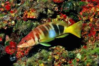 La faune de l'île de Cabrera à Majorque. Serran écriture (Serranus scriba) (auteurJuan Cuetos). Cliquer pour agrandir l'image dans Flickr (nouvel onglet).