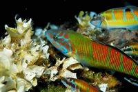 La faune de l'île de Cabrera à Majorque. Girelle paon (Thalassoma pavo) (auteur Juan Cuetos). Cliquer pour agrandir l'image dans Flickr (nouvel onglet).