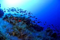 La faune de l'île de Cabrera à Majorque. Castagnoles (Chromis chromis) (auteur Juan Cuetos). Cliquer pour agrandir l'image dans Flickr (nouvel onglet).