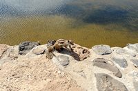De flora en fauna van Fuerteventura. Barbarijse grondeekhoorn naar Salines del Carmen. Klikken om het beeld te vergroten in Adobe Stock (nieuwe tab).
