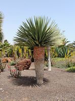 Het dorp Caleta de Fuste in Fuerteventura. Yucca, Hotel Elba Carlota. Klikken om het beeld te vergroten in Adobe Stock (nieuwe tab).
