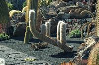 De verzameling van cactussen van de Cactustuin in Guatiza in Lanzarote. Oreocereus trollii. Klikken om het beeld te vergroten in Adobe Stock (nieuwe tab).