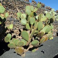 De verzameling van cactussen van de Cactustuin in Guatiza in Lanzarote. Opuntia littoralis. Klikken om het beeld te vergroten in Adobe Stock (nieuwe tab).