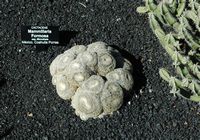 De verzameling van cactussen van de Cactustuin in Guatiza in Lanzarote. Mammillaria formosa. Klikken om het beeld te vergroten in Adobe Stock (nieuwe tab).