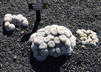 De verzameling van cactussen van de Cactustuin in Guatiza in Lanzarote. Mammillaria formosa subspecies microthele. Klikken om het beeld te vergroten in Adobe Stock (nieuwe tab).