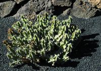 De verzameling van wolfsmerk van de Cactustuin in Guatiza in Lanzarote. Euphorbia barnardii. Klikken om het beeld te vergroten in Adobe Stock (nieuwe tab).
