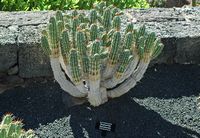 De verzameling van wolfsmerk van de Cactustuin in Guatiza in Lanzarote. Euphorbia handiensis. Klikken om het beeld te vergroten in Adobe Stock (nieuwe tab).