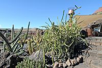 De verzameling van wolfsmerk van de Cactustuin in Guatiza in Lanzarote. Euphorbia heterochroma. Klikken om het beeld te vergroten in Adobe Stock (nieuwe tab).