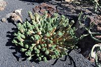 De verzameling van wolfsmerk van de Cactustuin in Guatiza in Lanzarote. Euphorbia caput-medusae. Klikken om het beeld te vergroten in Adobe Stock (nieuwe tab).