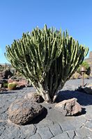 De verzameling van wolfsmerk van de Cactustuin in Guatiza in Lanzarote. Euphorbia abyssinica. Klikken om het beeld te vergroten in Adobe Stock (nieuwe tab).