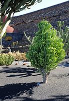 De verzameling van wolfsmerk van de Cactustuin in Guatiza in Lanzarote. Euphorbia lactea. Klikken om het beeld te vergroten in Adobe Stock (nieuwe tab).