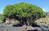 De verzameling van wolfsmerk van de Cactustuin in Guatiza in Lanzarote. Euphorbia neriifolia. Klikken om het beeld te vergroten in Adobe Stock (nieuwe tab).