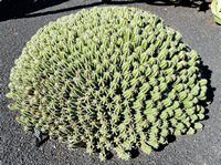 De verzameling van wolfsmerk van de Cactustuin in Guatiza in Lanzarote. Euphorbia echinus. Klikken om het beeld te vergroten in Adobe Stock (nieuwe tab).