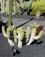De verzameling van wolfsmerk van de Cactustuin in Guatiza in Lanzarote. Euphorbia handiensis. Klikken om het beeld te vergroten in Adobe Stock (nieuwe tab).