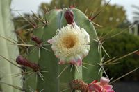 De stad Antigua in Fuerteventura. De cactustuin.Bloemen van Pachycereus weberi. Klikken om het beeld te vergroten in Adobe Stock (nieuwe tab).