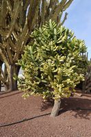 De stad Antigua in Fuerteventura. De cactustuin.Melkachtig wolfsmelk (Euphorbia lactea). Klikken om het beeld te vergroten in Adobe Stock (nieuwe tab).
