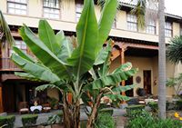 De stad La Orotava in Tenerife. Patio, Casa Torrehermosa. Klikken om het beeld te vergroten in Adobe Stock (nieuwe tab).