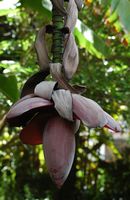De stad La Orotava in Tenerife. Banana Hijuela del jardín botanico. Klikken om het beeld te vergroten in Adobe Stock (nieuwe tab).