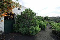 La ville de Teguise à Lanzarote. Euphorbe balsamifère au musée agricole El Patio à Tiagua. Cliquer pour agrandir l'image dans Adobe Stock (nouvel onglet).