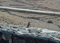 De flora en fauna van Fuerteventura. Spaanse mus (Passer hispaniolensis) in Betancuria. Klikken om het beeld te vergroten.