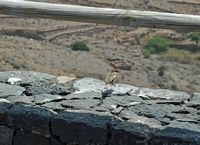 De flora en fauna van Fuerteventura. Spaanse mus (Passer hispaniolensis) in Betancuria. Klikken om het beeld te vergroten.