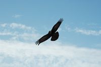 De flora en fauna van Fuerteventura. Raven (Corvus Corax) in Betancuria. Klikken om het beeld te vergroten.
