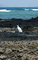 De flora en fauna van Fuerteventura. Kleine zilverreiger (Egretta garzetta) in Corralejo. Klikken om het beeld te vergroten.