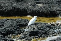 De flora en fauna van Fuerteventura. Kleine zilverreiger (Egretta garzetta) in Corralejo. Klikken om het beeld te vergroten.