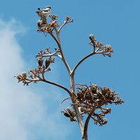 De flora en fauna van Fuerteventura. Klapekster (Lanius excubitor) in El Cotillo. Klikken om het beeld te vergroten.