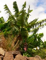 De flora en fauna van Gran Canaria. Bananenbomen in Galdar. Klikken om het beeld te vergroten.
