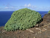 De flora en fauna van Gran Canaria. Euphorbia balsamifera in Garafía (auteur Frank Vincentz). Klikken om het beeld te vergroten.